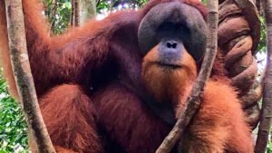 From Medan to Bukit Lawang Orangutan Tour: A Journey to See the Majestic Wildlife of North Sumatra