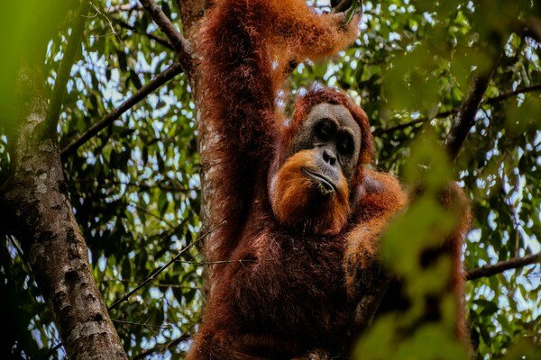 Bukit Lawang