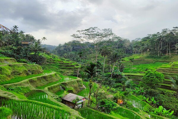 Discover Belantara Travel Destination of Ubud Bali