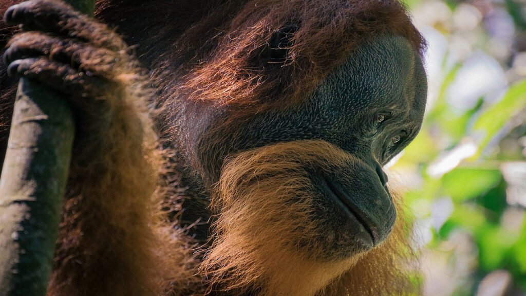 Experience the Beauty of North Sumatra on a Bukit Lawang Tour