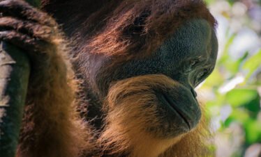 Experience the Beauty of North Sumatra on a Bukit Lawang Tour