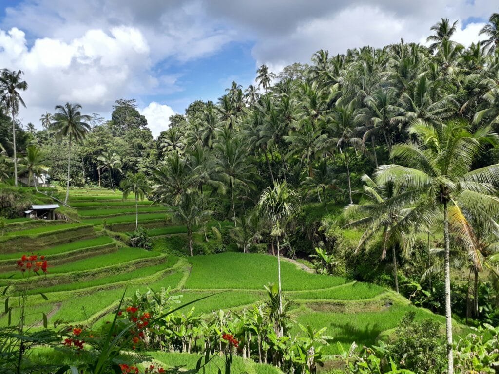 Nature, Culture, and Spirituality A Day-Trip to Ubud and Tanah Lot