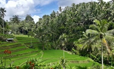 Nature, Culture, and Spirituality A Day-Trip to Ubud and Tanah Lot