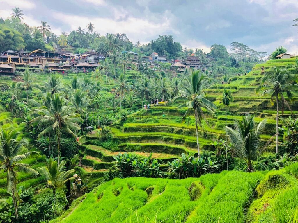 One Day in Paradise A Cultural Tour of Ubud and Tanah Lot
