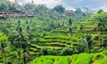 One Day in Paradise A Cultural Tour of Ubud and Tanah Lot