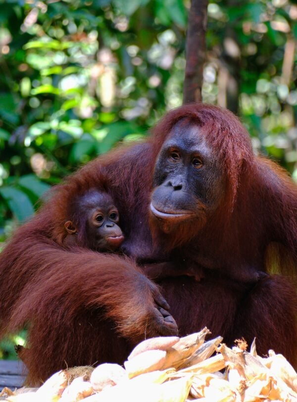 Wildlife Excursions