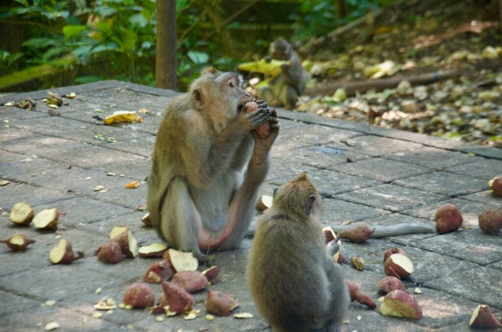 Explore the Stunning Landscapes of Bali's Kintamani Volcano on a Day Trip
