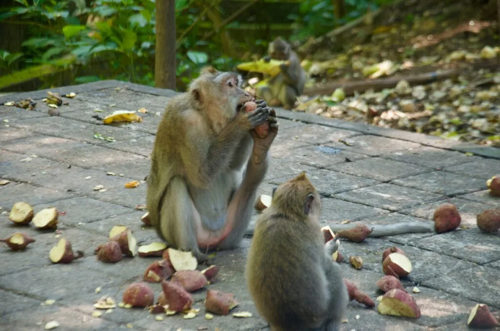 Explore the Stunning Landscapes of Bali's Kintamani Volcano on a Day Trip