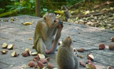 Explore the Stunning Landscapes of Bali's Kintamani Volcano on a Day Trip