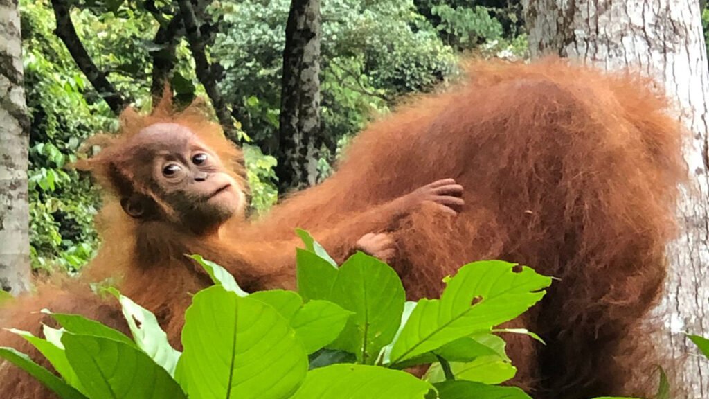 Why You Can't Miss a Bukit Lawang Orangutan Tour from Medan