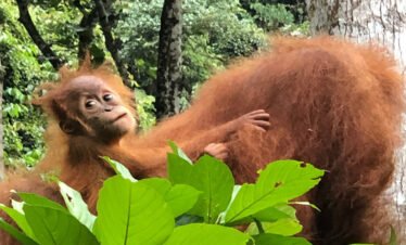 Why You Can't Miss a Bukit Lawang Orangutan Tour from Medan