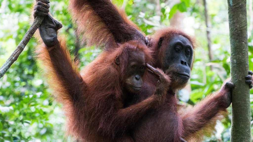 Bukit Lawang Orangutan Tour