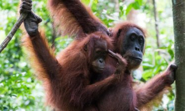 Bukit Lawang Orangutan Tour