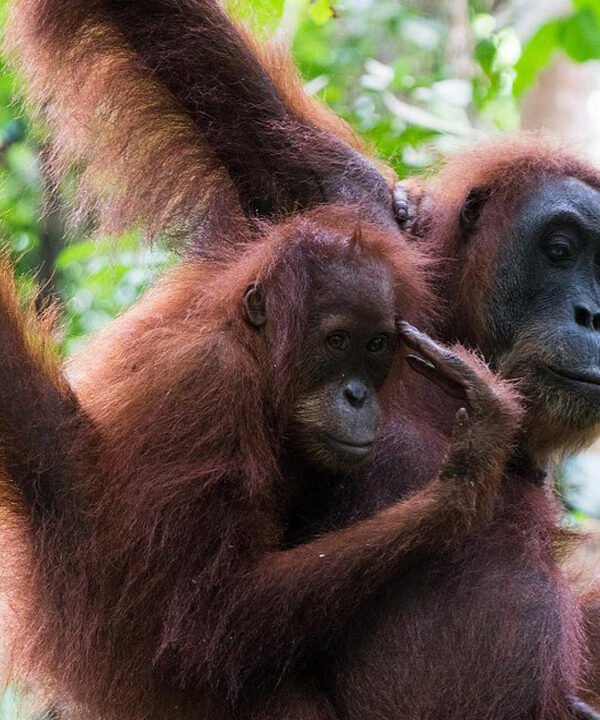 Bukit Lawang Orangutan Tour
