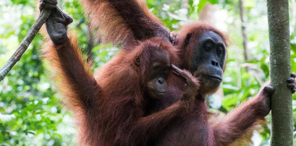 Bukit Lawang Orangutan Tour