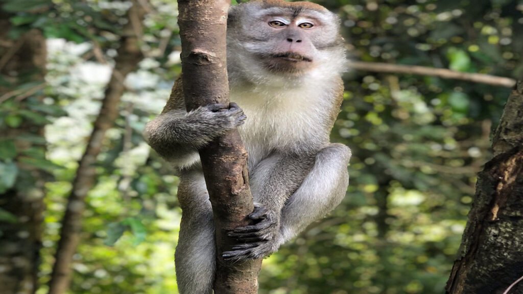 Discover the Magic of Bukit Lawang: A Full-Day Orangutan Tour