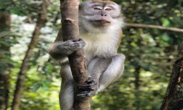 Discover the Magic of Bukit Lawang: A Full-Day Orangutan Tour