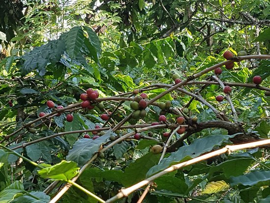 Experience the Best of Bali: Rafting and Kintamani Day Trip