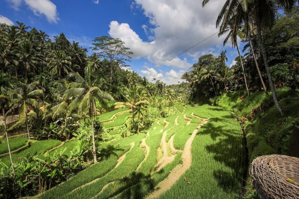 From Rushing Waters to Majestic Mountains: A Bali Rafting and Kintamani Excursion
