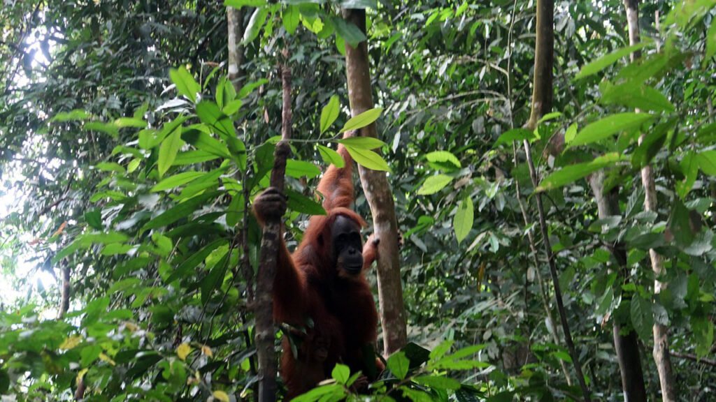 Discover the Real Sumatra: Orangutans and Adventure in Bukit Lawang