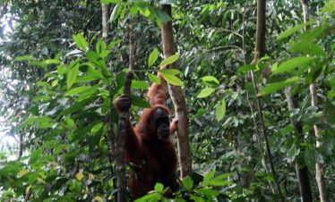 Discover the Real Sumatra: Orangutans and Adventure in Bukit Lawang