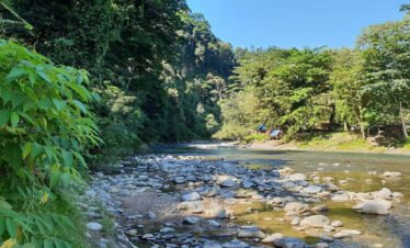 Get Up Close and Personal with Orangutans in Bukit Lawang