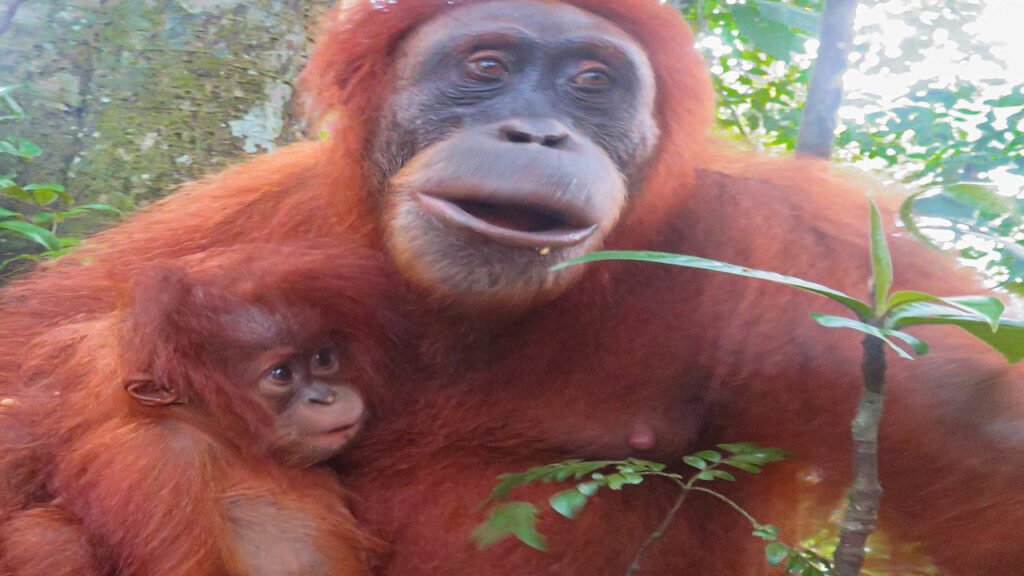 Explore the Jungles of North Sumatra: Bukit Lawang's Orangutan Tour