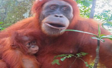 Explore the Jungles of North Sumatra: Bukit Lawang's Orangutan Tour