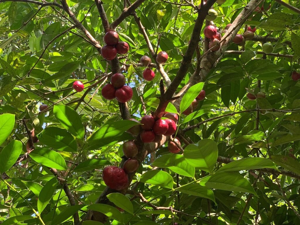 Unleash Your Inner Thrill-seeker: Bali Rafting and Kintamani Adventure