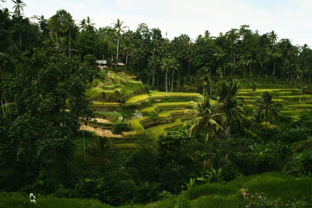From Rice Paddies to Active Volcanoes: A Full-Day Tour of Ubud and Kintamani