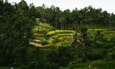 From Rice Paddies to Active Volcanoes: A Full-Day Tour of Ubud and Kintamani