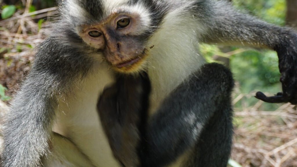 Meet Our Primate Cousins on a Bukit Lawang Orangutan Tour