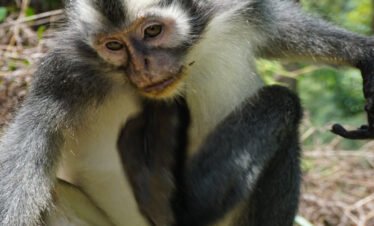 Meet Our Primate Cousins on a Bukit Lawang Orangutan Tour