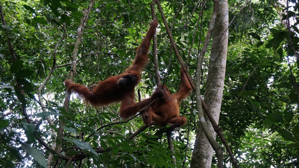 A Day in the Life of an Orangutan: Touring Bukit Lawang
