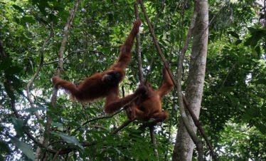 A Day in the Life of an Orangutan: Touring Bukit Lawang