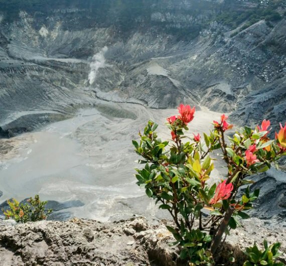 discover belantara travel tour